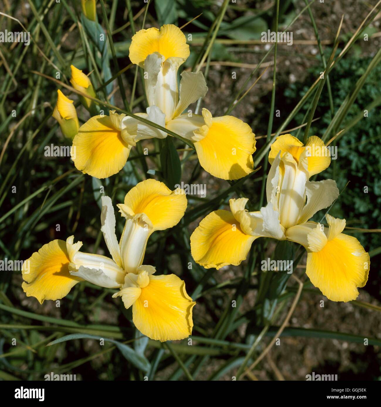 Iris - `Princess Irene' - (Hollandica hybrid) - Dutch Iris   BUL074407  /Phot Stock Photo